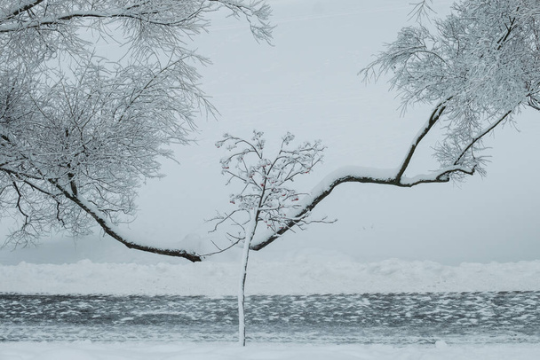Rowan coberto de neve e salgueiro ramos ao longo da estrada pela lagoa congelada. - Foto, Imagem