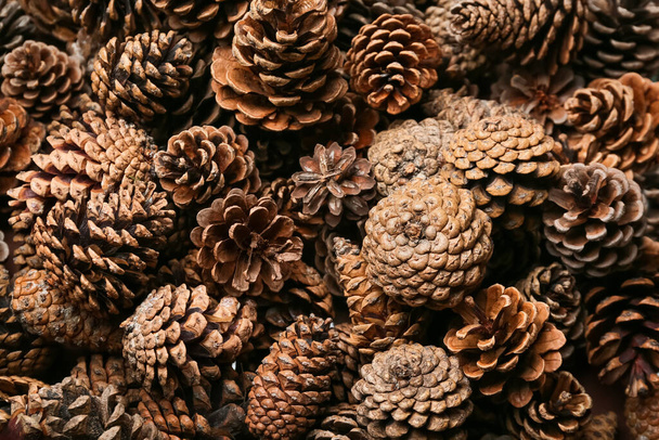 Muitos cones de pinheiro como fundo, close-up - Foto, Imagem