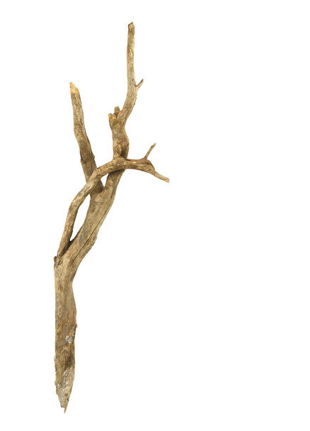 Branche sèche
 - Photo, image