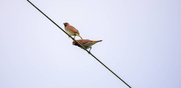Scaly-breasted munia birds couple on the electric wire. Native bird in tropical Asia. - Photo, Image