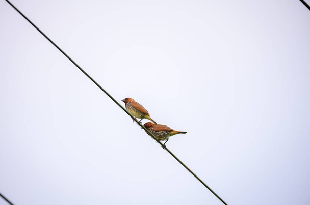 Scaly-breasted munia birds couple on the electric wire. Native bird in tropical Asia. - Photo, Image