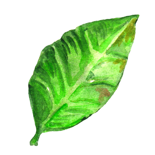 Watercolor illustration isolated object of orange leaf. - Φωτογραφία, εικόνα