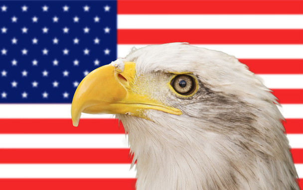 Águia careca e bandeira americana
 - Foto, Imagem