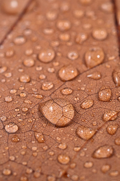 Dry leaf with water drops - Valokuva, kuva