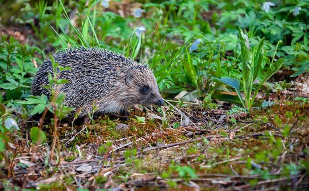 European hedgehog on forest path among green grass. Ordinary hedgehog on an evening hunt in search of insects and other food.  Central Russian hedgehog or Erinaceus europaeus is species of mammal from the genus of Eurasian hedgehogs of the hedgeho - Foto, immagini