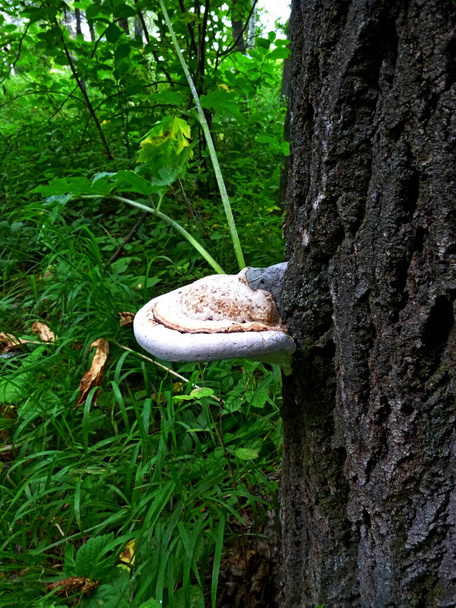 Ağaç gövdesindeki Tinder mantarı. Sibirya Rusya 'daki ormanda yaz günü. - Fotoğraf, Görsel