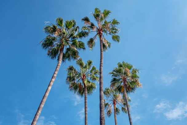Looking up at a cluster of tall, healthy palm trees against a blue sky, view from below of tropical trees in a sunny day, concept for summer vacation, travel in exotic destinations or weekend getaways - Foto, imagen