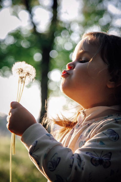Close-up of cute little girl holding bunch of dandelions in her hand and blowing them off effortfully with stretched into tube lips and eyes looking at dandelions, light on face on blurry background - Photo, Image