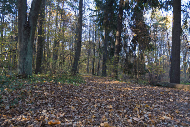 lesní stezka se zelenými a suchými žlutými podzimními listy na zemi se stromy, větvemi kolem a modrou oblohou v pozadí - Fotografie, Obrázek