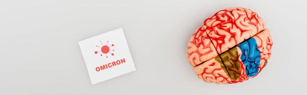 top view of brain model near card with omicron lettering and bacteria icon on grey, banner - Photo, image