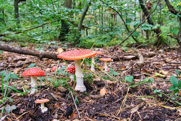 Ryhmä sammakkojakkaroita lehtimetsässä Darssilla. Myrkylliset punaiset sienet nähdään usein ryhmissä. - Valokuva, kuva