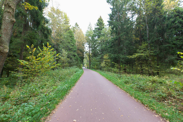 rovný asfaltový chodník stezka cesta v lese se zelenou trávou, stromy kolem. Lesopark Meshersky. Moskva, Rusko - Fotografie, Obrázek