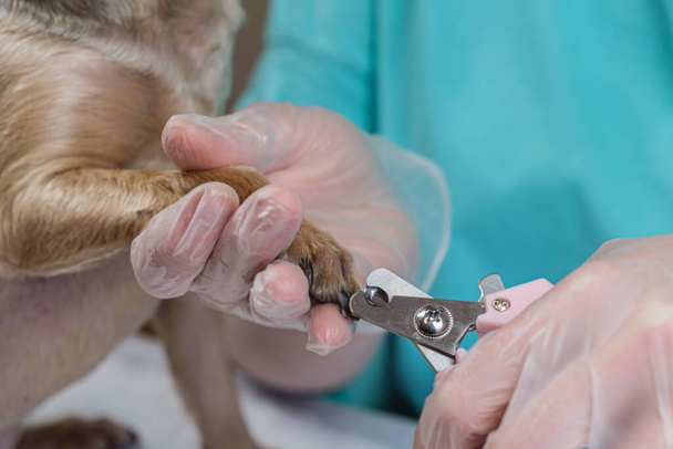 Close-up of clipping the nails of a small dog. Grooming of cats and dogs, hygienic procedures with pets, clipping of claws. Haircut at home. Selective focus. - Fotografie, Obrázek