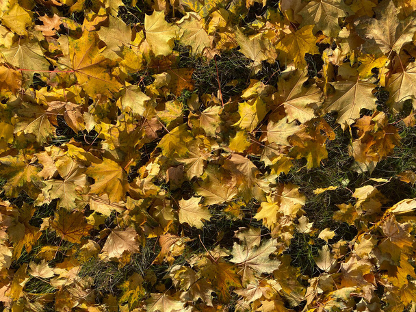 yellow maple leafs carpet at autumn dry sunny day - Photo, Image