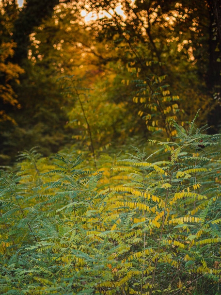 autumn forest with yellow leaves - Φωτογραφία, εικόνα