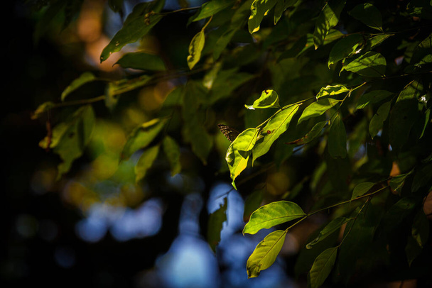 green leaves in the forest - Fotoğraf, Görsel