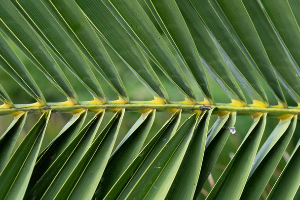 Detail of the lines and textures of green palm leaves - Foto, imagen