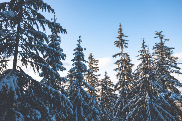 snow covered trees in the mountains. - Φωτογραφία, εικόνα