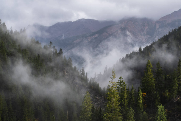 beautiful landscape with trees and fog - Fotó, kép