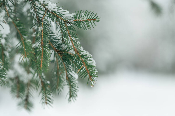 Wet snow on branch of pine tree in park, closeup - 写真・画像