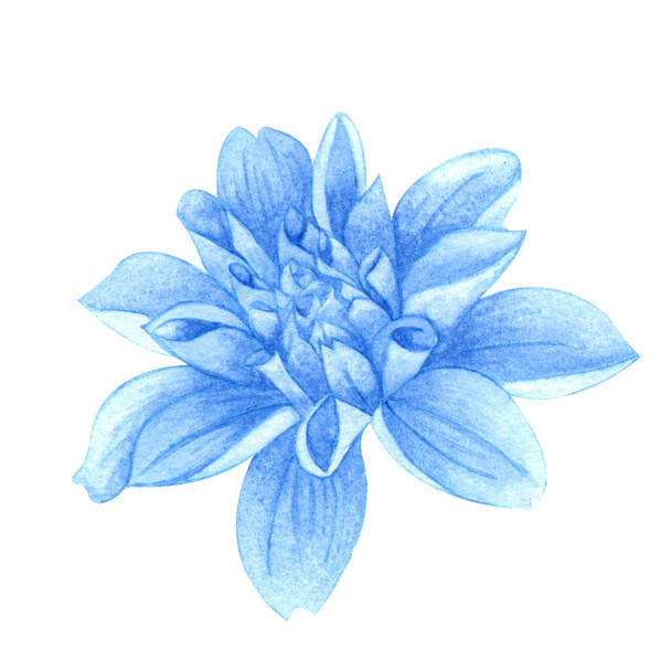 Llight dahlia flor azul sobre fundo isolado branco. Flores doces de verão
. - Foto, Imagem
