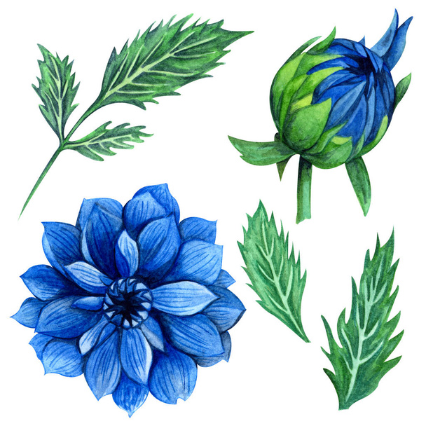 青いダリアの花と芽、葉、枝、シダの葉と美しい花のコレクション。明るい水彩画ダリアクリップアートセット. - 写真・画像