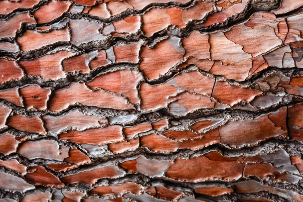 Texture of the pine bark for background - Photo, Image
