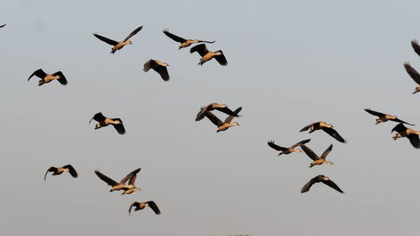 Group of teal birds flying in the sky during migration - Photo, image