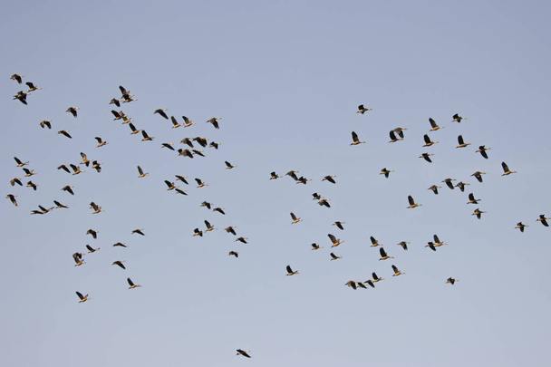 Group of teal birds flying in the sky during migration - Fotó, kép