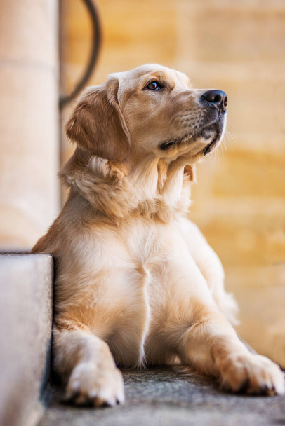 Young golden retriever on a stairway - Photo, image