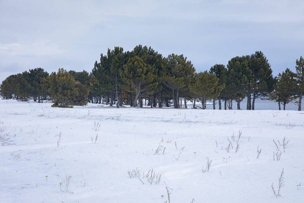 green forest in snowy landscape with lak - Zdjęcie, obraz