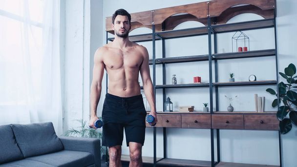 muscular man in shorts training with heavy dumbbells near sofa  - 写真・画像