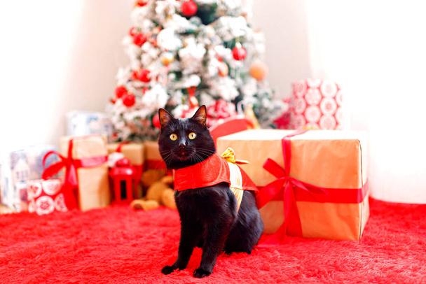 Cute christmas cat with christmas tree and presents. Adorable greeting card. Happy New Year - Фото, изображение
