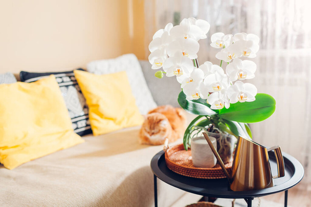 Orquídea blanca en flor que florece en la mesa de centro por la vela. Casa decorada con flores. Interior del salón. - Foto, Imagen