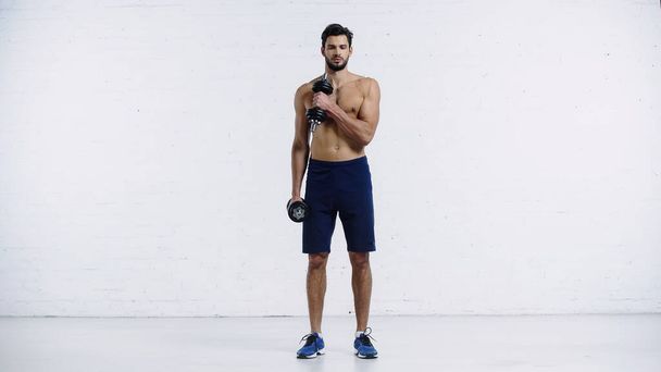 full length of sportive and shirtless man in shorts and sneakers working out with dumbbells on white  - Fotó, kép