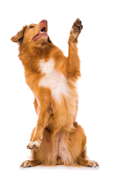 Nova scotia duck tolling retriever dog sitting isolated on white background and lift the paw - Foto, Imagen