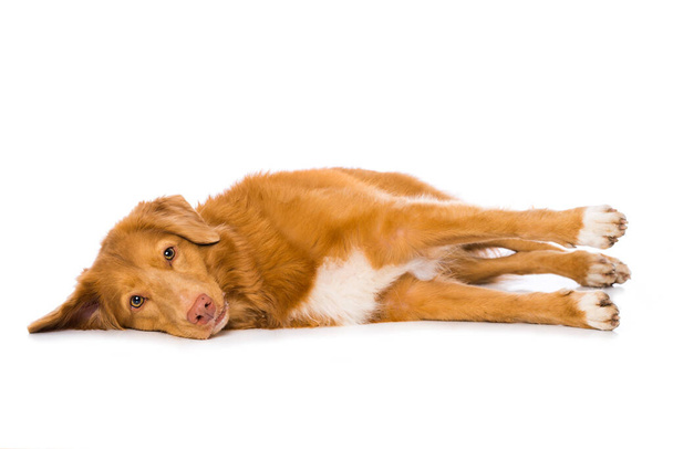 Nova scotia ankka tietulli noutaja koira makaa puolella eristetty valkoisella taustalla - Valokuva, kuva