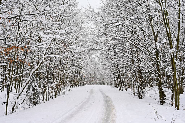 Luminen tie, jossa on puita. Vaarallista ajamista lumessa talvella. Käsite liikenteelle ja huonolle säälle. - Valokuva, kuva