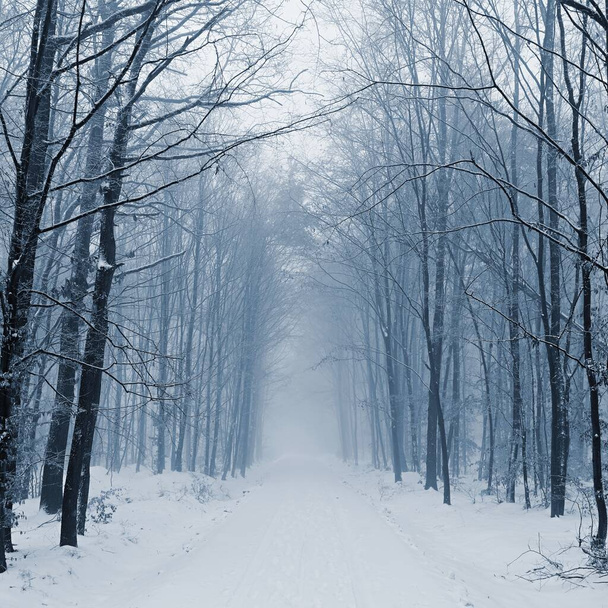 Luminen tie, jossa on puita. Vaarallista ajamista lumessa talvella. Käsite liikenteelle ja huonolle säälle. - Valokuva, kuva