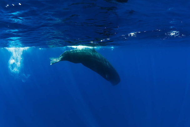 Sperm whale in blue Indian ocean, Mauritius. - Foto, Bild