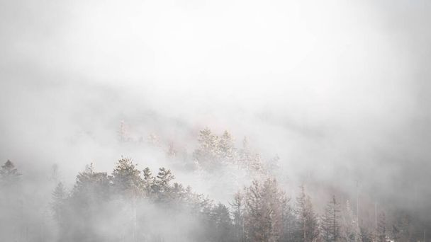 Increíble mística creciente niebla árboles del bosque paisaje en el bosque negro (Schwarzwald) Alemania pancarta panorámica .- humor oscuro - Foto, imagen