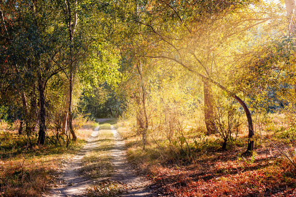 Sunray in the Autumn Forest - Φωτογραφία, εικόνα