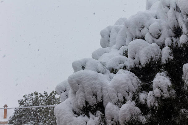Pino coperto di neve pesante durante Storm Filomena nel gennaio 2021 in Spagna - Foto, immagini