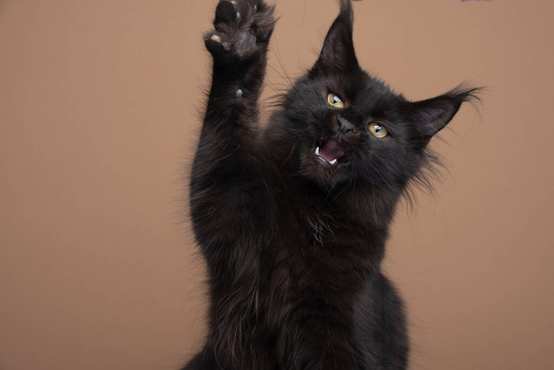μαύρο maine ρακούν γατάκι παίζει ανύψωση πόδι με το στόμα ανοιχτό - Φωτογραφία, εικόνα