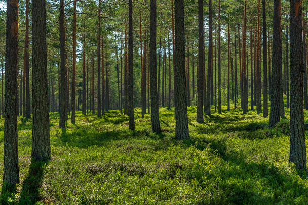 Bella vista estiva di una pineta in Svezia con rametti di mirtillo che coprono il pavimento della foresta - Foto, immagini
