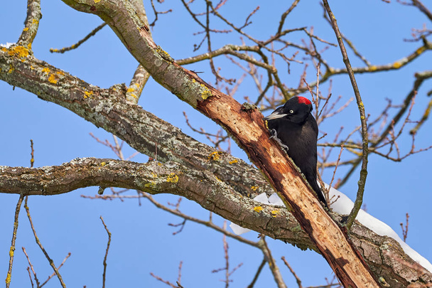 Black Woodpecker using its bill to dig for insects in a tree. (Dryocopus martius) Black Woodpecker female feeding - Photo, Image