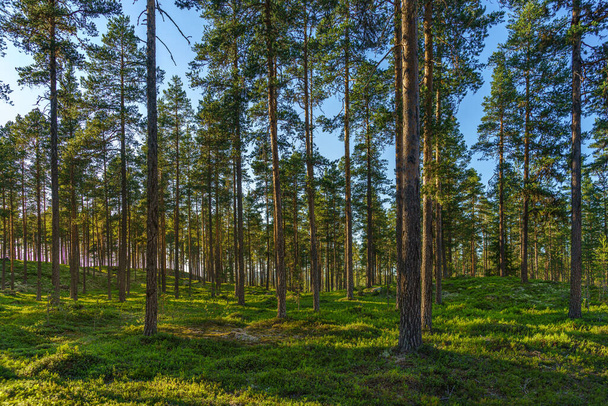 Hermosa vista de verano de un bosque de pinos con ramitas verdes en el suelo del bosque, un cielo azul y la luz del sol que brilla a través de las ramas - Foto, imagen