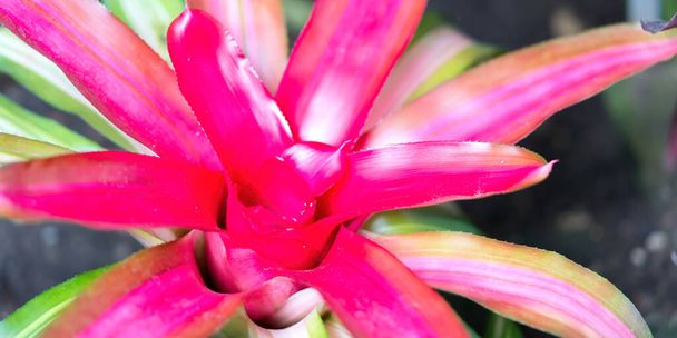 Botanik bahçesindeki renkli Bromeliad bitkilerini kapatın. - Fotoğraf, Görsel