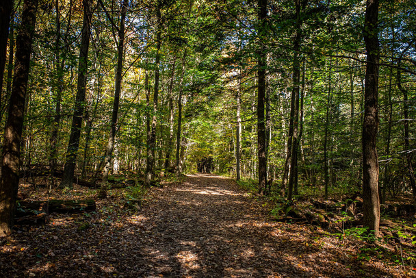 Arbres le long du sentier Ledges durant le changement de couleur des feuilles d'automne au parc national Cuyahoga Valley entre Cleveland et Akron, Ohio. - Photo, image
