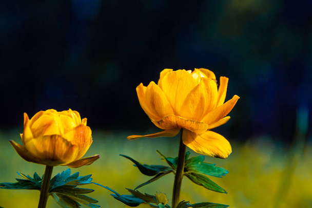 Jasně oranžová sibiřská květina kvetoucí na jaře a na začátku léta - plavky nebo Ogonyok někdy nazývané Zharki, selektivní zaměření - Fotografie, Obrázek